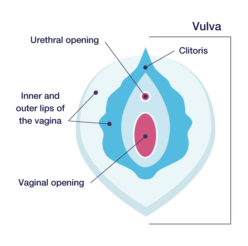 Diagram Of A Virgina Photos